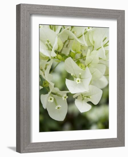 Flowers, Goa, India-R H Productions-Framed Photographic Print