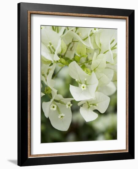 Flowers, Goa, India-R H Productions-Framed Photographic Print