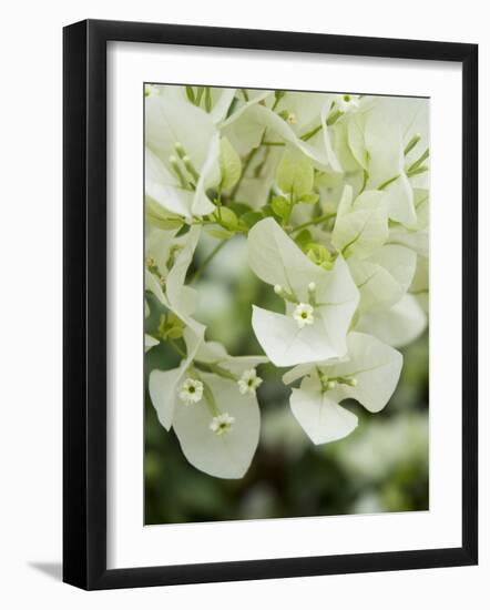 Flowers, Goa, India-R H Productions-Framed Photographic Print