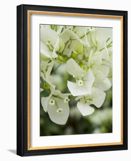 Flowers, Goa, India-R H Productions-Framed Photographic Print