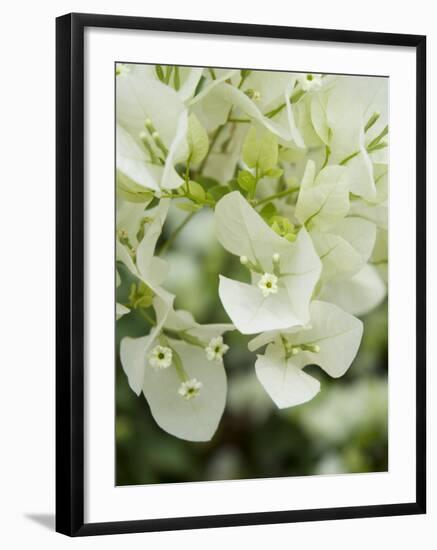 Flowers, Goa, India-R H Productions-Framed Photographic Print