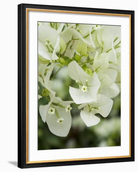 Flowers, Goa, India-R H Productions-Framed Photographic Print