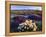 Flowers Growing on Desert, Anza Borrego Desert State Park, California, USA-Adam Jones-Framed Premier Image Canvas