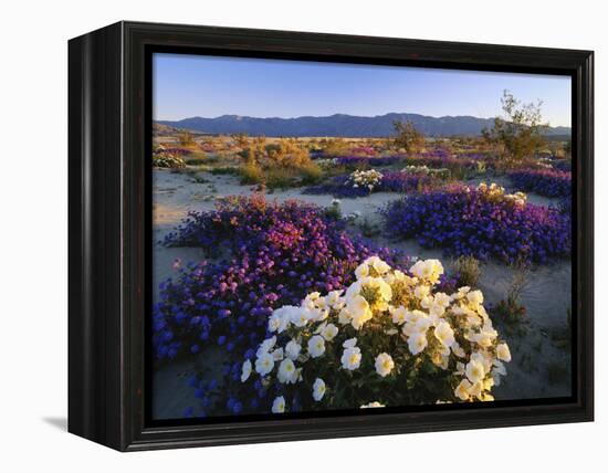 Flowers Growing on Desert, Anza Borrego Desert State Park, California, USA-Adam Jones-Framed Premier Image Canvas