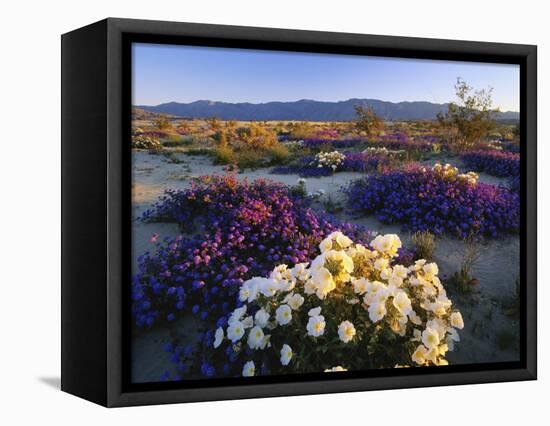 Flowers Growing on Desert, Anza Borrego Desert State Park, California, USA-Adam Jones-Framed Premier Image Canvas