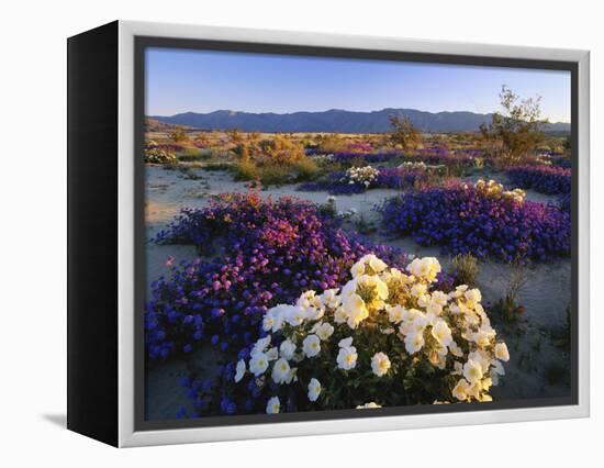 Flowers Growing on Desert, Anza Borrego Desert State Park, California, USA-Adam Jones-Framed Premier Image Canvas