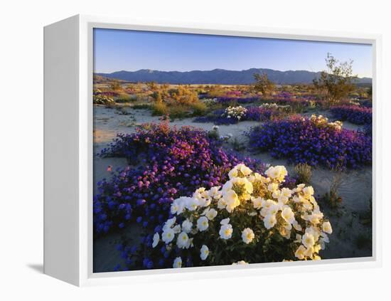 Flowers Growing on Desert, Anza Borrego Desert State Park, California, USA-Adam Jones-Framed Premier Image Canvas