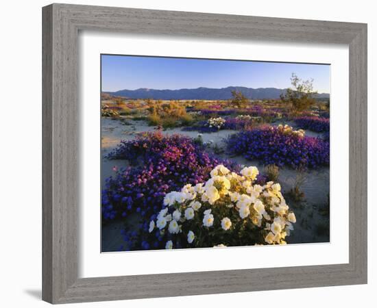 Flowers Growing on Desert, Anza Borrego Desert State Park, California, USA-Adam Jones-Framed Photographic Print