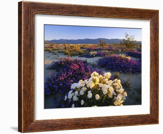 Flowers Growing on Desert, Anza Borrego Desert State Park, California, USA-Adam Jones-Framed Photographic Print