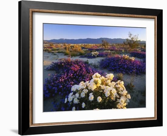 Flowers Growing on Desert, Anza Borrego Desert State Park, California, USA-Adam Jones-Framed Photographic Print