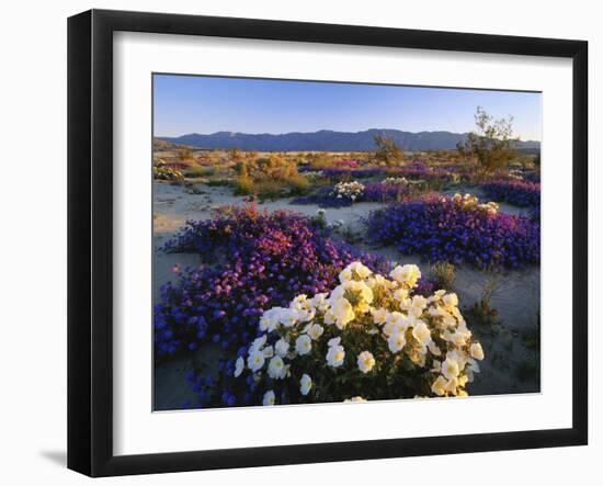 Flowers Growing on Desert, Anza Borrego Desert State Park, California, USA-Adam Jones-Framed Photographic Print