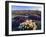 Flowers Growing on Desert, Anza Borrego Desert State Park, California, USA-Adam Jones-Framed Photographic Print