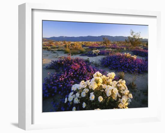 Flowers Growing on Desert, Anza Borrego Desert State Park, California, USA-Adam Jones-Framed Photographic Print