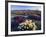 Flowers Growing on Desert, Anza Borrego Desert State Park, California, USA-Adam Jones-Framed Photographic Print