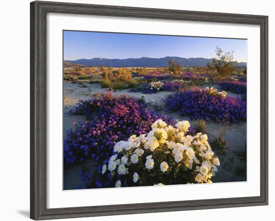 Flowers Growing on Desert, Anza Borrego Desert State Park, California, USA-Adam Jones-Framed Photographic Print