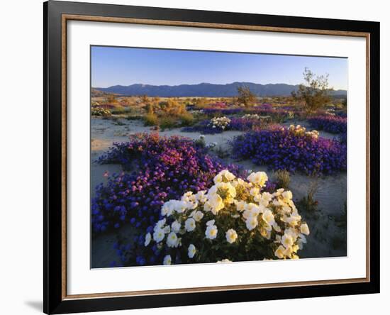 Flowers Growing on Desert, Anza Borrego Desert State Park, California, USA-Adam Jones-Framed Photographic Print