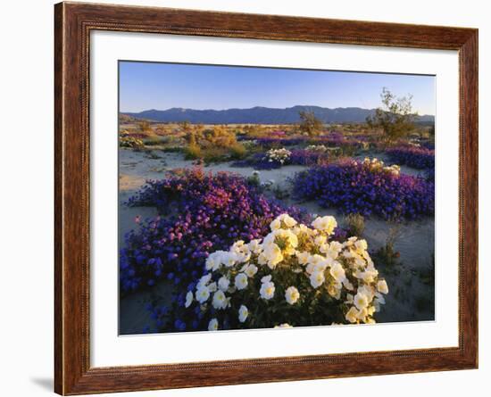 Flowers Growing on Desert, Anza Borrego Desert State Park, California, USA-Adam Jones-Framed Photographic Print