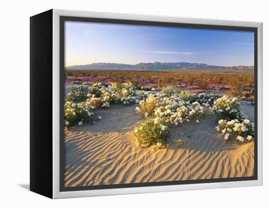 Flowers Growing on Desert, Anza Borrego Desert State Park, California, USA-Adam Jones-Framed Premier Image Canvas