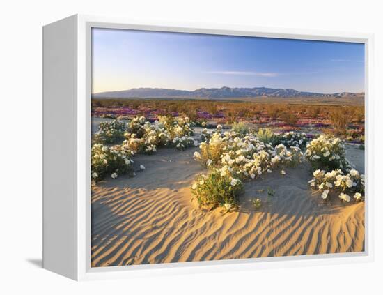 Flowers Growing on Desert, Anza Borrego Desert State Park, California, USA-Adam Jones-Framed Premier Image Canvas