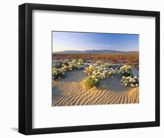 Flowers Growing on Desert, Anza Borrego Desert State Park, California, USA-Adam Jones-Framed Photographic Print