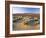 Flowers Growing on Desert, Anza Borrego Desert State Park, California, USA-Adam Jones-Framed Photographic Print