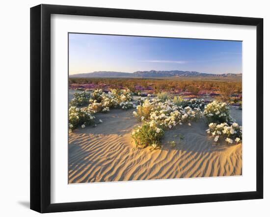 Flowers Growing on Desert, Anza Borrego Desert State Park, California, USA-Adam Jones-Framed Photographic Print