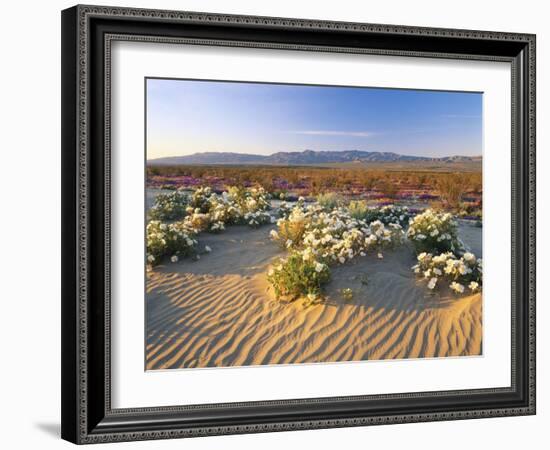 Flowers Growing on Desert, Anza Borrego Desert State Park, California, USA-Adam Jones-Framed Photographic Print