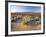 Flowers Growing on Desert, Anza Borrego Desert State Park, California, USA-Adam Jones-Framed Photographic Print