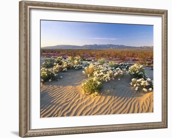 Flowers Growing on Desert, Anza Borrego Desert State Park, California, USA-Adam Jones-Framed Photographic Print