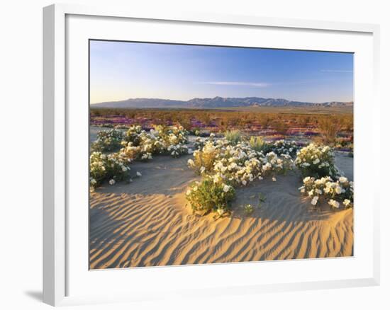 Flowers Growing on Desert, Anza Borrego Desert State Park, California, USA-Adam Jones-Framed Photographic Print