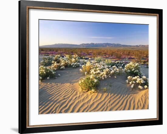 Flowers Growing on Desert, Anza Borrego Desert State Park, California, USA-Adam Jones-Framed Photographic Print