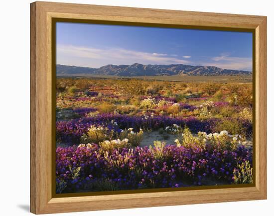 Flowers Growing on Desert Landscape, Sonoran Desert, Anza Borrego Desert State Park, California, US-Adam Jones-Framed Premier Image Canvas