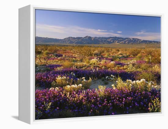 Flowers Growing on Desert Landscape, Sonoran Desert, Anza Borrego Desert State Park, California, US-Adam Jones-Framed Premier Image Canvas
