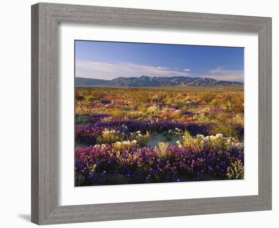 Flowers Growing on Desert Landscape, Sonoran Desert, Anza Borrego Desert State Park, California, US-Adam Jones-Framed Photographic Print