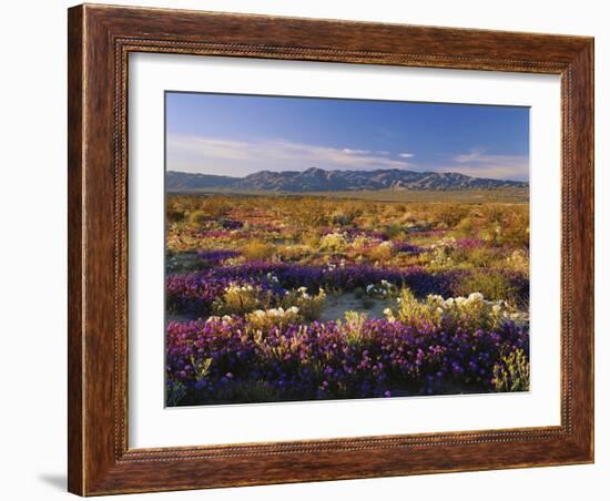 Flowers Growing on Desert Landscape, Sonoran Desert, Anza Borrego Desert State Park, California, US-Adam Jones-Framed Photographic Print