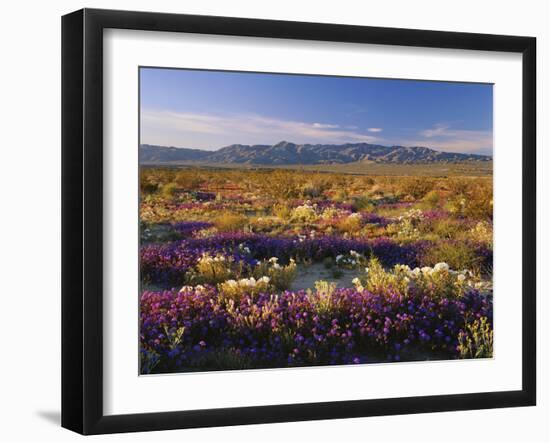 Flowers Growing on Desert Landscape, Sonoran Desert, Anza Borrego Desert State Park, California, US-Adam Jones-Framed Photographic Print