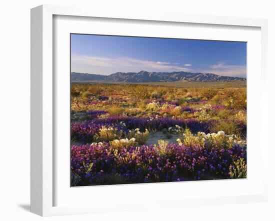 Flowers Growing on Desert Landscape, Sonoran Desert, Anza Borrego Desert State Park, California, US-Adam Jones-Framed Photographic Print