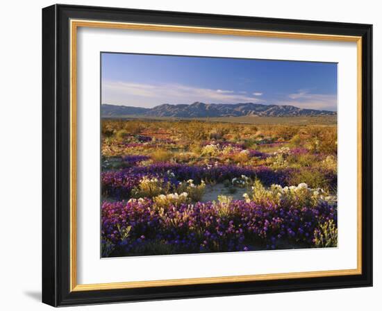 Flowers Growing on Desert Landscape, Sonoran Desert, Anza Borrego Desert State Park, California, US-Adam Jones-Framed Photographic Print