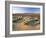 Flowers Growing on Dessert Landscape, Sonoran Desert, Anza Borrego Desert State Park, California-Adam Jones-Framed Photographic Print