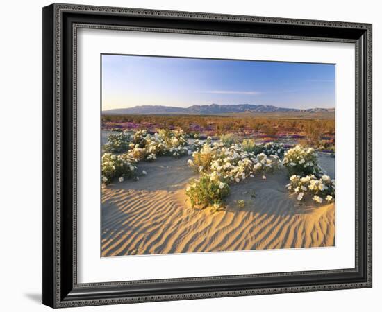 Flowers Growing on Dessert Landscape, Sonoran Desert, Anza Borrego Desert State Park, California-Adam Jones-Framed Photographic Print