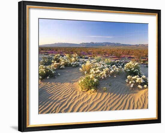 Flowers Growing on Dessert Landscape, Sonoran Desert, Anza Borrego Desert State Park, California-Adam Jones-Framed Photographic Print