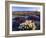 Flowers Growing on Dessert Landscape, Sonoran Desert, Anza Borrego Desert State Park, California-Adam Jones-Framed Photographic Print