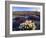 Flowers Growing on Dessert Landscape, Sonoran Desert, Anza Borrego Desert State Park, California-Adam Jones-Framed Photographic Print