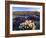 Flowers Growing on Dessert Landscape, Sonoran Desert, Anza Borrego Desert State Park, California-Adam Jones-Framed Photographic Print