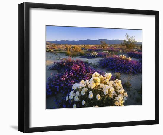 Flowers Growing on Dessert Landscape, Sonoran Desert, Anza Borrego Desert State Park, California-Adam Jones-Framed Photographic Print