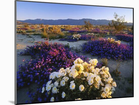 Flowers Growing on Dessert Landscape, Sonoran Desert, Anza Borrego Desert State Park, California-Adam Jones-Mounted Photographic Print