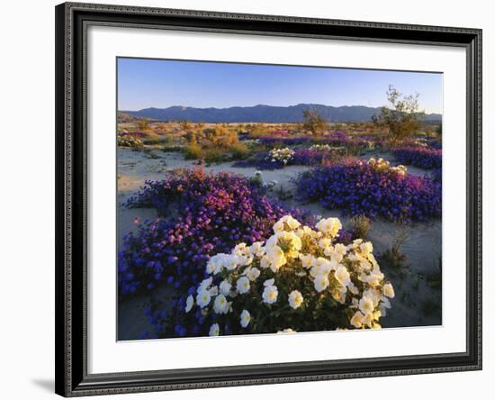 Flowers Growing on Dessert Landscape, Sonoran Desert, Anza Borrego Desert State Park, California-Adam Jones-Framed Photographic Print