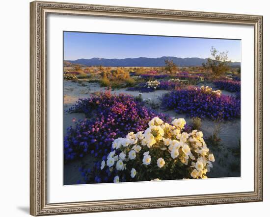 Flowers Growing on Dessert Landscape, Sonoran Desert, Anza Borrego Desert State Park, California-Adam Jones-Framed Photographic Print