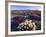 Flowers Growing on Dessert Landscape, Sonoran Desert, Anza Borrego Desert State Park, California-Adam Jones-Framed Photographic Print