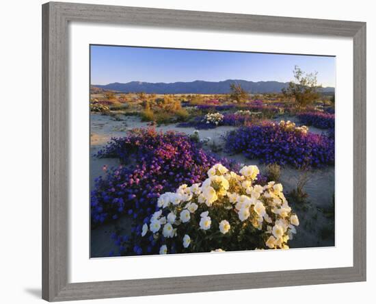 Flowers Growing on Dessert Landscape, Sonoran Desert, Anza Borrego Desert State Park, California-Adam Jones-Framed Photographic Print